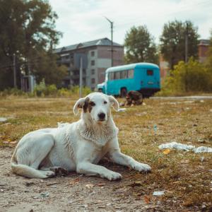 Кучетата в Чернобил вече са генетично по-различни от останалите по света