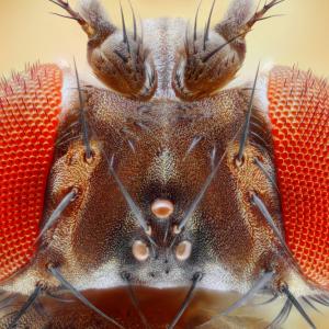 Оптичните илюзии заблуждават и плодовите мушици