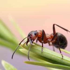 Мравките няма да успеят да се адаптират към повишените температури
