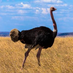 Древните щрауси и ему са можели да летят и да прекосяват океани