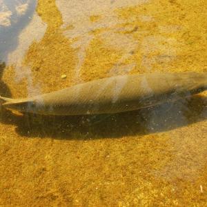 Кубински учени се опитват да спасят от изчезване риба, стара колкото динозаврите