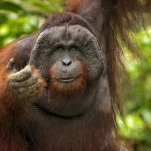 Орангутан е лекувал рана с тропическо растение