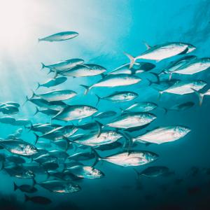 Много риби се насочват към по-студени води заради глобалното затопляне