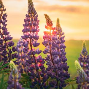 Готови ли сме да заменим соята с лупина?