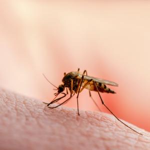 Комарите стават все по-опасни заради климатичните промени