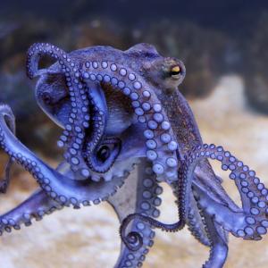 Мозъците на октоподите са еволюирали по начин, сходен с този на нашите собствени