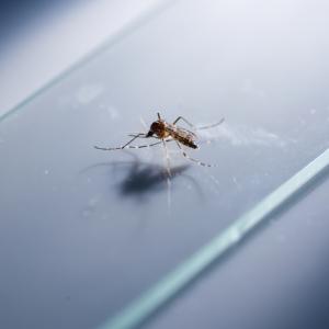 Учени използват комари, за да проследят застрашени животински видове в Австралия 