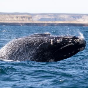 Завръщането на южните гладки китове в Патагония