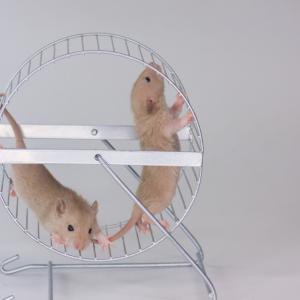Физическата активност стимулира производството на нова сърдечна мускулна тъкан при възрастни мишки