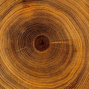 Изследване на дървесни пръстени показва как суша е погубила древната империя на хетите