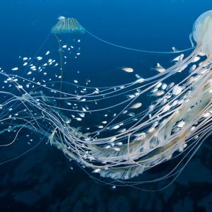 Медузите усещат океанските течения и активно плуват срещу тях