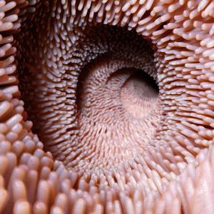 Изпражненията от млади донори обръщат процеса на свързания с възрастта упадък в червата