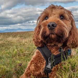 Хибридните породи кучета проявяват повече поведенчески проблеми от чистокръвните