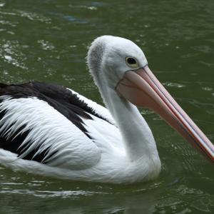 Най-дългата човка принадлежи на пеликана