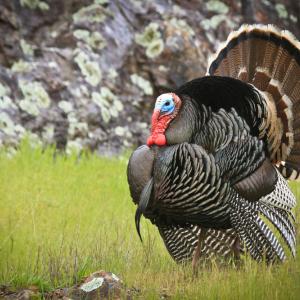 Мантра за обидените