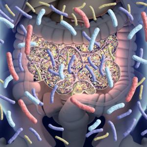 Кои чревни микроби са най-важни? Голямо изследване класира бактериите според връзката им със здравето и храненето