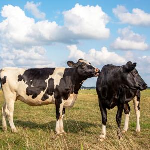Млекодайните крави имат сложни взаимоотношения, които се променят, когато се преместват