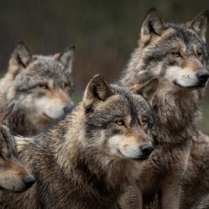 Странен паразит увеличава значително шансовете на даден вълк да оглави глутницата