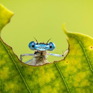 Как насекомите могат да развият кръговата икономика