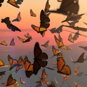 Пеперудите Монарх пътешестват 4000 км всяка година