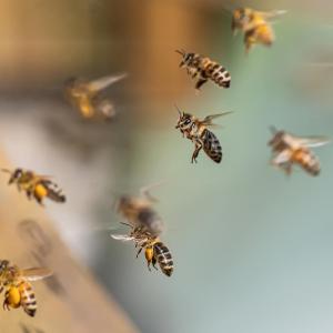 Как мозъкът на пчелата определя облика на компютърните чипове от следващо поколение