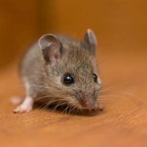 Ново лечение възстановява зрението на слепи мишки