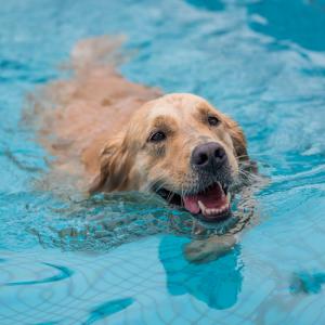 Плуването е полезно за вашето куче