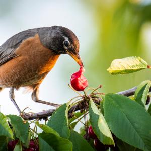 Птиците възприемат различно червения цвят при плодовете и при цветята