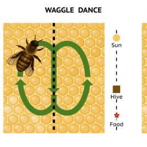 Пчелата може да се похвали с най-добрия компас