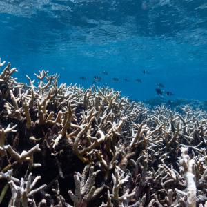 Австралийски учени свързват по-спокойното море със задълбочаващото се избелване на коралите в Големия бариерен риф