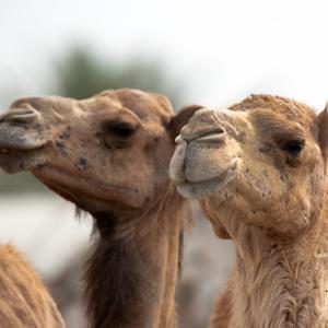 Камилите – тези невероятни създания
