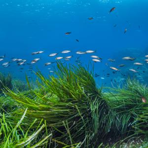 Морската трева – ливада, пълна с живот: Софийски фестивал на науката 2021