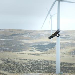 Умни камери изключват вятърните турбини, когато засекат приближаващи птици