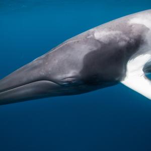Как се храни южния малък ивичест кит
