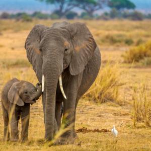 Слоновете имат арсенал от генетични защитни механизми срещу рака