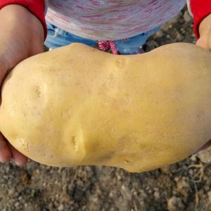 Оказва се, че „най-големият картоф в света“ всъщност не е картоф