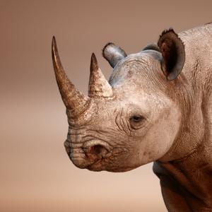 Роговете на носорозите вече не са такива, каквито бяха някога. И ние сме си виновни
