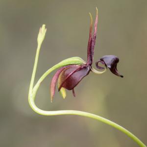 Чудесата на природния свят – орхидеята „летяща патица“