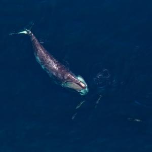 Заплитането в риболовни съоръжения e сериозна заплаха за застрашен вид китове