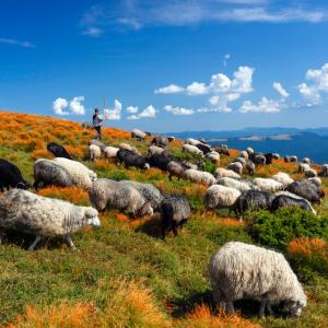 Виц: Разликата между политика и овчаря