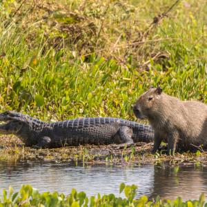 Защо крокодилите не ядат капибари?