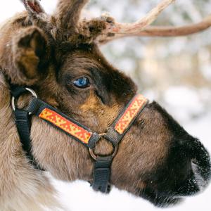 Популацията на северните елени в Арктика може да намалее с 80% до 2100 г.