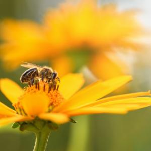 Колумбийски изследователи създадоха растителна добавка за защита на пчелите от инсектициди 