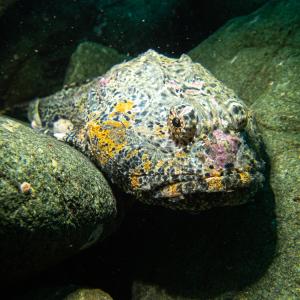 Най-грозната риба в света