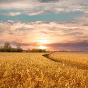 Kартографираха местата, на които в древността са виреели предшественици на земеделските култури