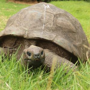 Запознайте се със 190-годишния Джонатан – най-старата костенурка в света