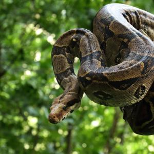 Някои змии може да изкарват цяла година без храна. И вече знаем защо