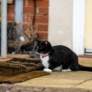 Американец твърди, че котаракът му е предотвратил обир