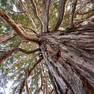 Кората на дърветата – скрит съюзник в борбата с изменението на климата