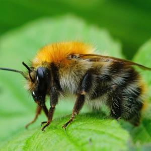 Най-после стана ясно как цариците на земните пчели могат да оцелеят дни под вода